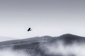 ptak lecący nad minimalnym krajobrazem ze wzgórzami i mgłą, spokojny krajobraz - 265366053