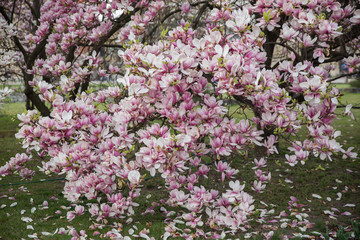 Flowering Magnolia Tulip Tree. Pink magnolias in spring day