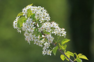 Flowering branches of Prunus in the Park