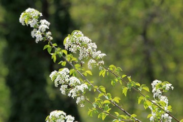Flowering branches of Prunus in the Park