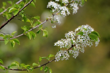 Flowering branches of Prunus in the Park