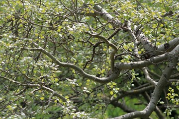 Intertwined tree branches in the Park