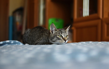 Striped cat lies on the bed in the room. Grey cat with beautiful patterns. The cat is staring at you.