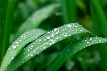Grass background with water drops