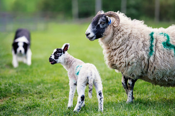 Obraz premium Ewe and her adorable lamb in a field being herded by a sheepdog