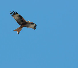 Red kite in flight