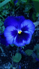 Blue Pansy