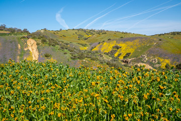 fiddlenecks wildflowers (Amsinckia) at Carrizo Plain National Monument in California during spring, with the San Andreas Fault in background
