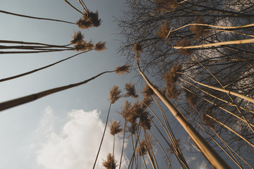 dried ears of grass against the sky