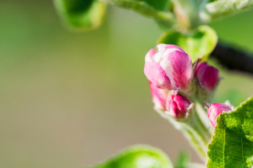 Fototapeta na wymiar Beautiful blooming apple tree with pink flowers in spring close