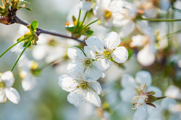 Close up beautiful flowers of cherry on branch