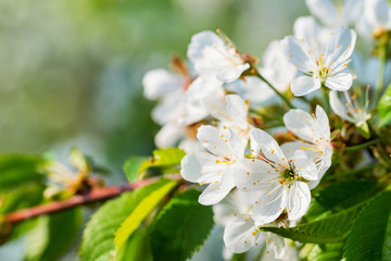 Close up beautiful flowers of cherry on branch