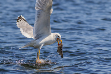 seagull eating fish