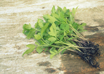 jeunes plants de tomates pour planter