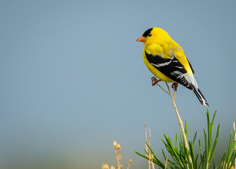 Goldfinch in Nature - Powered by Adobe