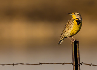 Meadowlark in Nature