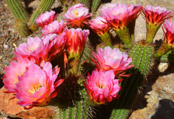 Blooming cactus flowers. Tonto National Monument is a National Monument in the Superstition...