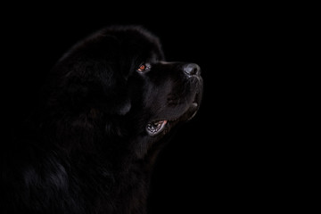 Newfoundland dog over black background