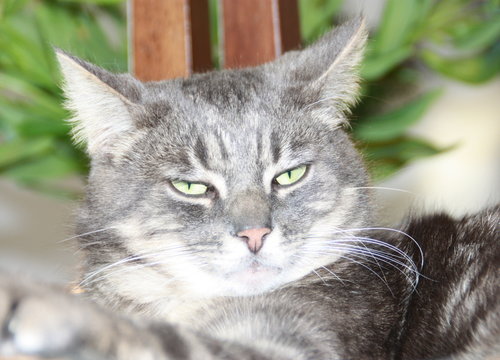 matou gris ,repos ,tranquillit&eacute; 