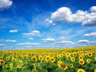 Obraz premium Sunflower field with cloudy blue sky