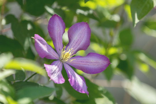 Purple beautiful flower Clematis Jackmanii (Atragene Clematis)