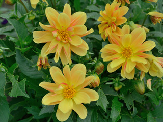 yellow flowers dahlias against the background of green foliage