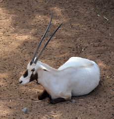  Addax (Addax nasomaculatus), also known as the white antelope and the screwhorn antelope, is an...