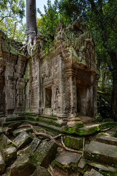 Overgrown ruins and beautiful sunlight at the Ta Prohm temple, Angkor Wat, Siem Reap, Cambodia
