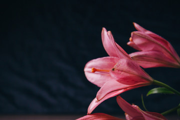 Bouquet of pink lily flowers in the rays of light on a black background. fresh buds of a flowering plant close-up, copy space. studio shot. the plot of the holiday card