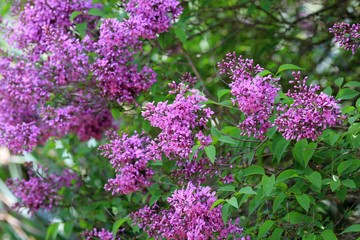 Blooming lilac close-up