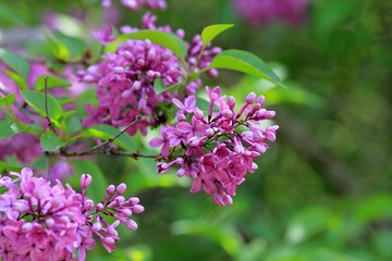 Blooming lilac close-up