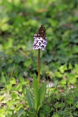Blooming Orchis purpurea in the Park