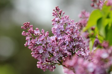Obraz na płótnie Canvas Blooming lilac close-up
