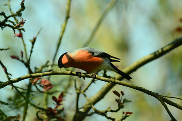 roter Dompfaff