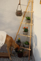 Decorative Garden Plant Trellis Portrait