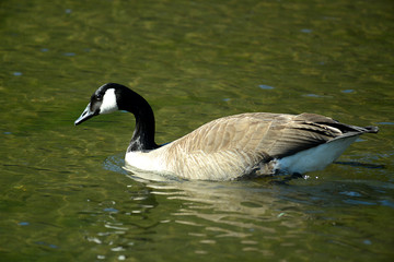 Wildgans am See