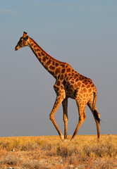 Giraffe in African Savanna walking on the grass