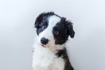 Obraz na płótnie Canvas Funny studio portrait of cute smilling puppy dog border collie isolated on white background. New lovely member of family little dog gazing and waiting for reward. Pet care and animals concept