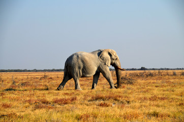 Elephant in African Savanna running on the grass