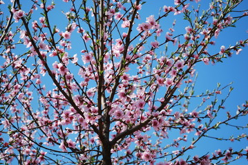 Cherry blossom in bloom