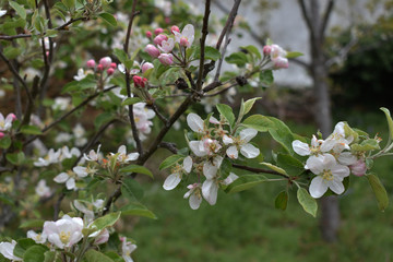 Obraz premium Manzano con flores blancas, manzano sin manzanas