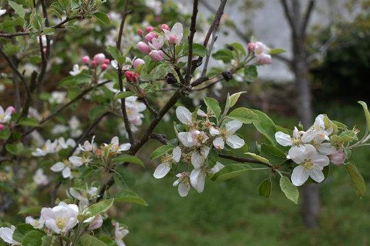 Manzano con flores blancas, manzano sin manzanas