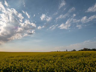 Sunset landscape. Sunset over the rapeseed field. Beautiful landscape of bright yellow rapeseed in spring. Yellow flowers of rapeseed.