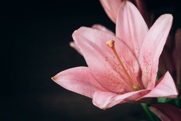 Bouquet of pink lily flowers in the rays of light on a black background. fresh buds of a flowering plant close-up, copy space. studio shot. the plot of the holiday card