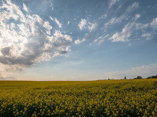 Sunset landscape. Sunset over the rapeseed field. Beautiful landscape of bright yellow rapeseed in spring. Yellow flowers of rapeseed.