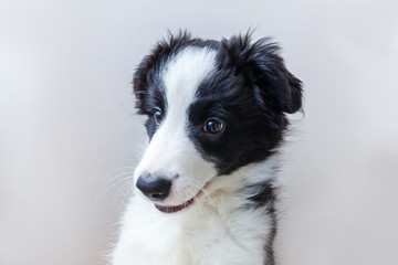 Funny studio portrait of cute smilling puppy dog border collie isolated on white background. New lovely member of family little dog gazing and waiting for reward. Pet care and animals concept