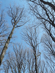 Arbres dans la foret