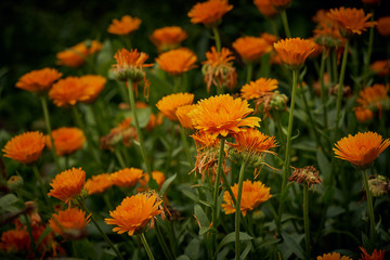 Calendula officinalis or Pot Marigold int the garden