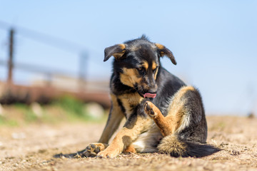 Stray dog itches on the road.
