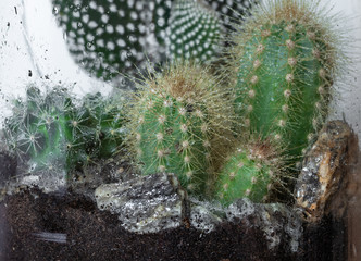 Greenhouse. Glass. Nature. Cactus. Garden. Watering. Deco